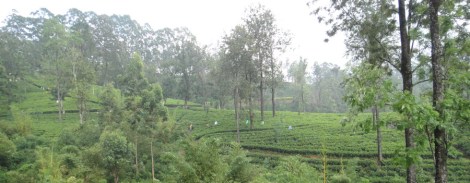 Sri Lanka women covered with plastic picking tea leaves on plantation during rain