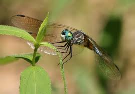 dragonfly from french wikipedia