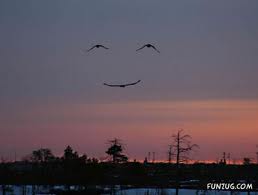 Flying birds look like a smile