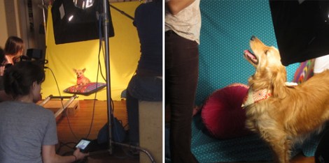 team alana filming dogs