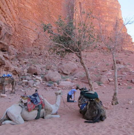 eva getting evaluated by camels in ustrasana v2