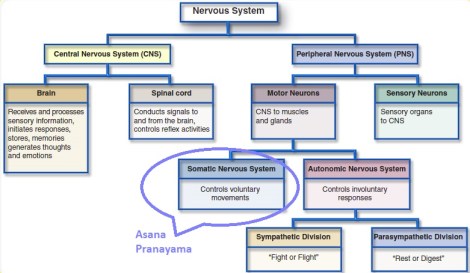 autonomic nervous system asana and pranayama