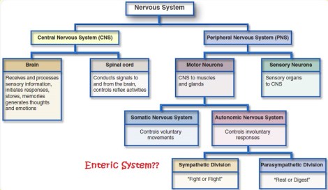autonomic nervous system where enteric