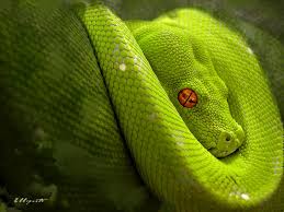 snake green sleeping